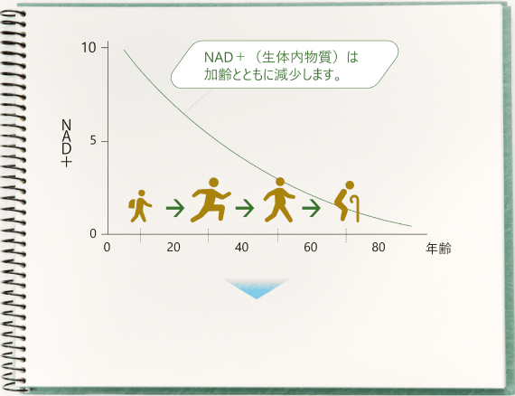 NAD＋（生体内物質）は加齢とともに減少します。